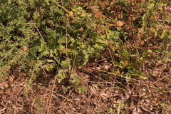 Sanguisorba minor