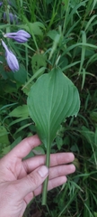 Hosta ventricosa