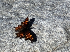 Papilionoidea