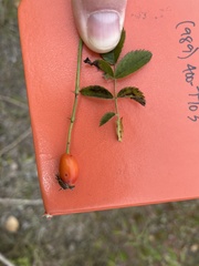 Rosa canina