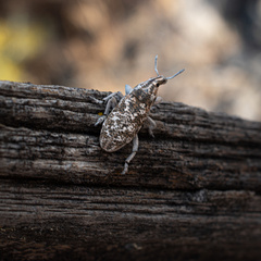 Cyphocleonus achates