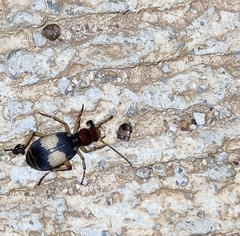 Pheropsophus javanus