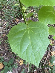 Paulownia tomentosa