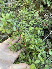 Rhamnus crocea