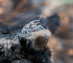 Cyphocleonus achates