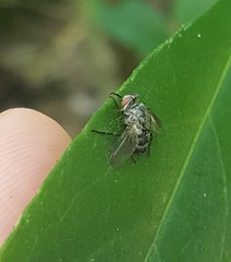 Entomophthorales