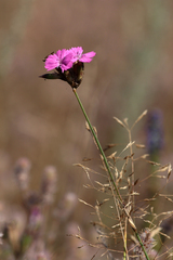 Dianthus borbasii