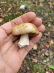 Russula ochroleuca