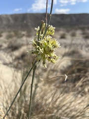 Asclepias subulata