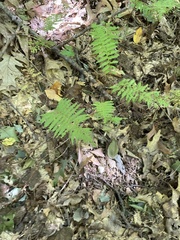 Amauropelta noveboracensis
