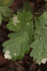 Tischeria ekebladella