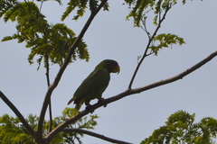 Amazona albifrons
