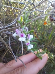 Psoralea decumbens