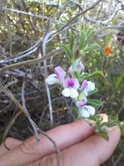 Psoralea decumbens
