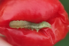 Helicoverpa armigera