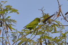 Amazona albifrons