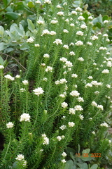 Helichrysum teretifolium