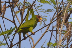 Amazona albifrons