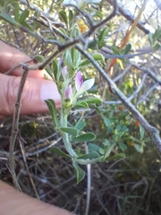 Psoralea decumbens