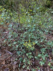 Cytisophyllum sessilifolium