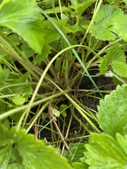 Fragaria