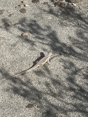 Dipsosaurus dorsalis