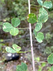 Cytisophyllum sessilifolium