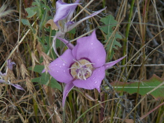 Calochortus macrocarpus