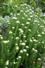 Helichrysum teretifolium