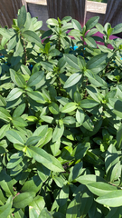 Alternanthera philoxeroides