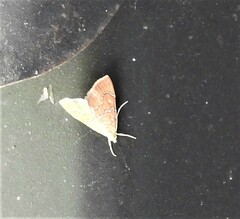 Glaphyria sesquistrialis