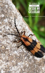 Calopteron