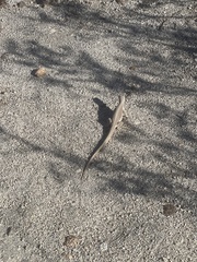 Dipsosaurus dorsalis