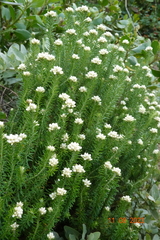 Helichrysum teretifolium