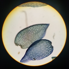 Sphagnum tenellum