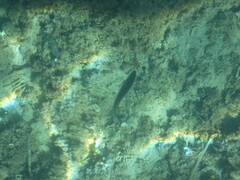 Dicentrarchus labrax