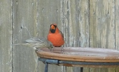 Haemorhous mexicanus