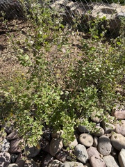 Brickellia californica