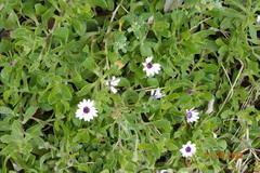 Dimorphotheca fruticosa