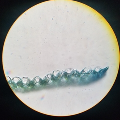 Sphagnum tenellum