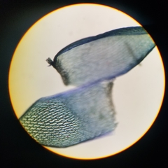 Sphagnum tenellum