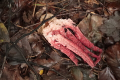 Clathrus archeri