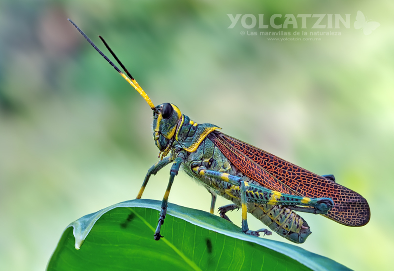 Romaleinae