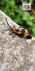 Calopteron