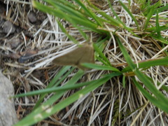 Udea nebulalis