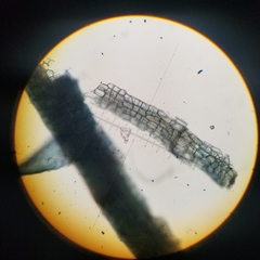 Sphagnum tenellum