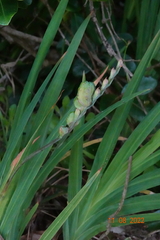 Chasmanthe aethiopica