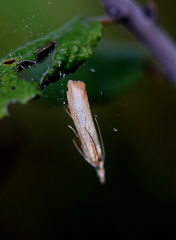 Agriphila