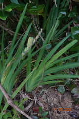 Chasmanthe aethiopica