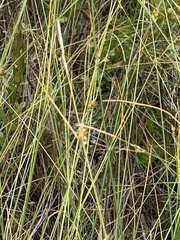 Carex oligosperma